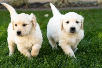 Golden Retriever Puppies For Sale Classifieds In Draper Utah