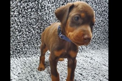 craigslist doberman pinscher puppies for sale