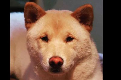 Shiba Inu Puppies Beverly Hills Classifieds Clazorg