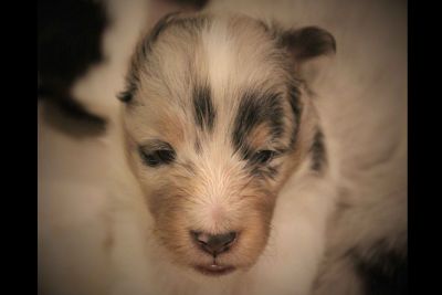 shadow hill south shelties