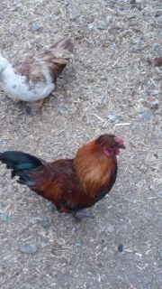 Chickens For Sale Classifieds Clazorg