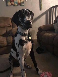 great dane puppies for sale near me craigslist