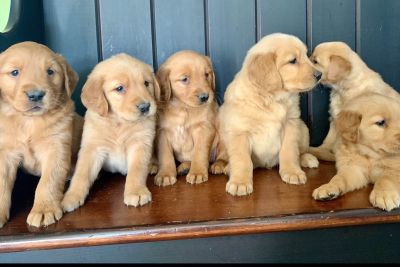 Golden Retriever Puppies For Sale California Craigslist