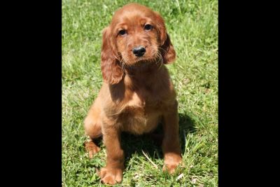 cocker spaniels for sale craigslist