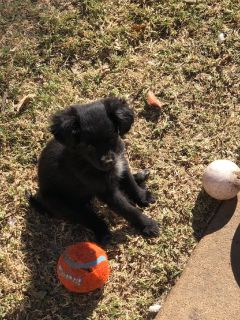 craigslist schipperke