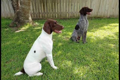 Puppy For Sale Classified Ads In Harlingen Texas Claz Org