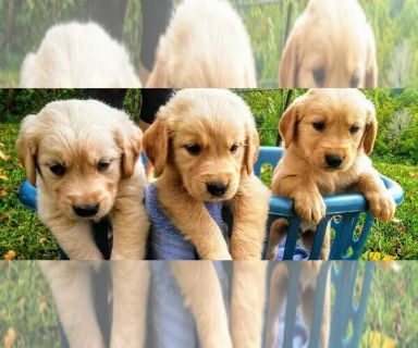 Golden Retriever Puppies Johnson City Classifieds Claz Org