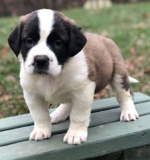 Cute Saint Bernard Puppies For Sale Craigslist