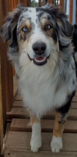 australian shepherd craigslist