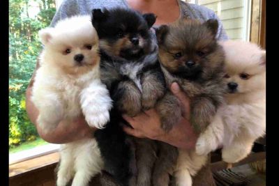 Pomeranian Puppies Tacoma Classifieds Clazorg