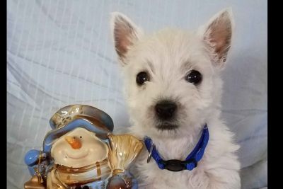 Puppy For Sale Classifieds In Vermilion Ohio Clazorg