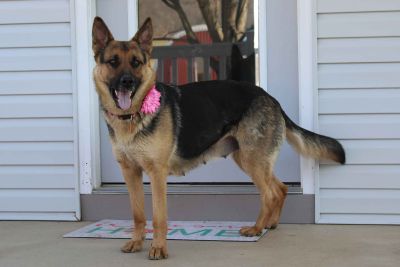 german shepherd puppies craigslist