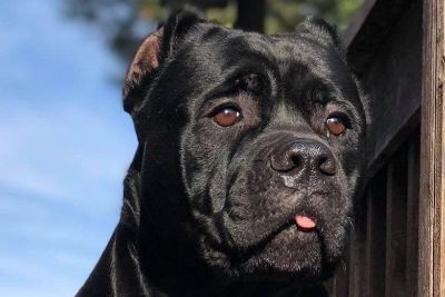 Cane Corso Puppies Classifieds Clazorg