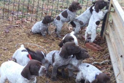 Puppies Reidsville Classifieds Claz Org