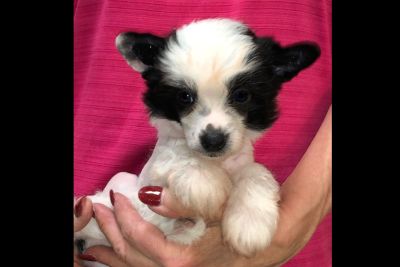 63 Chihuahua Puppies For Sale In Texas Craigslist - L2sanpiero