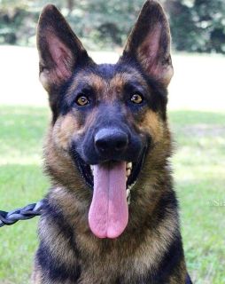 female german shepherd for sale craigslist