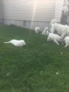 craigslist great pyrenees puppies