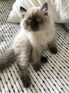 persian cat craigslist