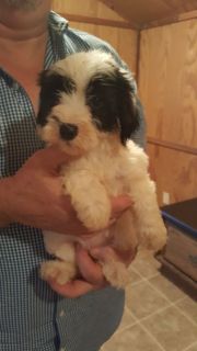 Maltipoo Puppies For Sale - 