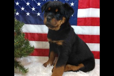 Puppy For Sale Classifieds In Lodi Ohio Clazorg