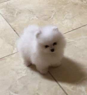 pomeranian for sale near me craigslist