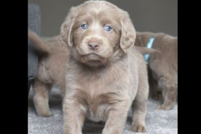 Dogs For Sale Or Adoption Classifieds In Crestview Florida Claz Org