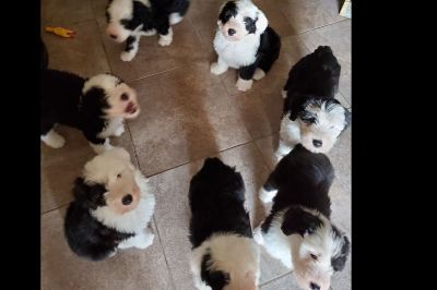 old english sheepdog puppies for sale craigslist