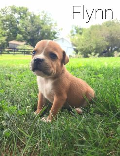 sbt puppies for sale