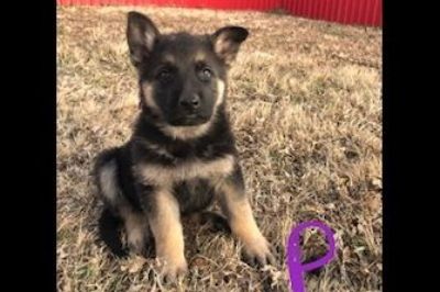Puppy For Sale Classifieds In Canyon Texas Clazorg