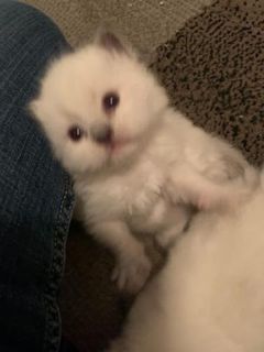 Katt Katt Ragdoll Cat Breeders Rochester Ny