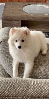 pomsky for sale near me craigslist