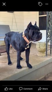 Cane Corso Puppies Classifieds Clazorg