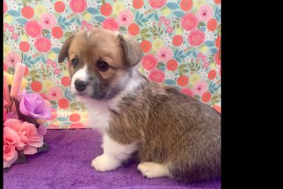 pembroke welsh corgi craigslist