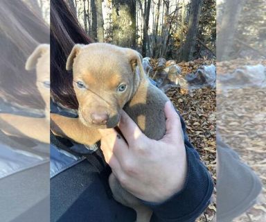 88+ Pitbull Mix Puppies For Sale