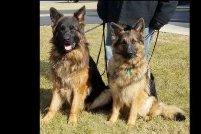 king shepherd puppies for sale craigslist