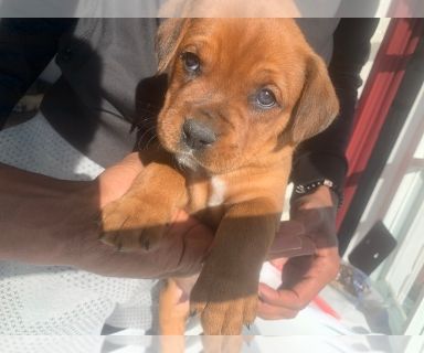 boxweiler puppies for sale