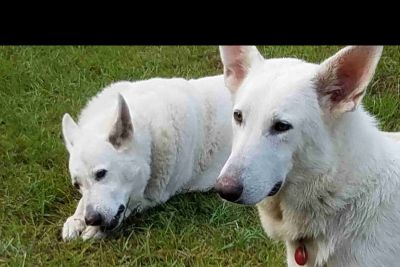 craigslist white german shepherd