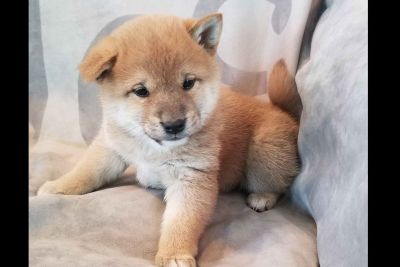 Shiba Inu For Sale Classifieds Clazorg