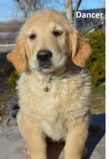 Golden Retriever Puppies - Dogs for Sale or Adoption ...