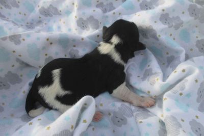 Male Havanese Classifieds Claz Org