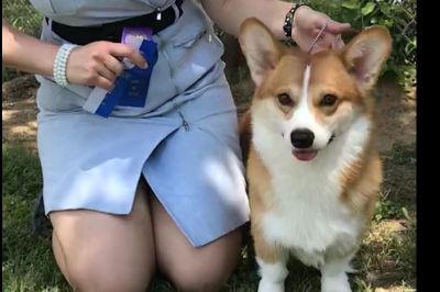 pembroke welsh corgi craigslist