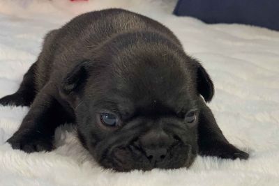 36 Top Pictures French Bulldog Breeders In Missouri / View Breeder Profile French Bulldog Dog Breeder Near Missouri Seneca Usa Subs 10033
