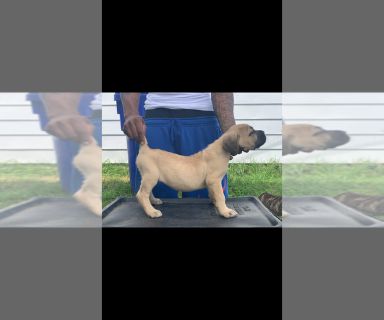 Puppies For Sale Classifieds In Miamisburg Ohio Clazorg