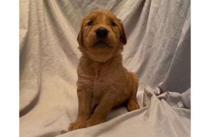 Golden Retriever Puppies Buckeye Classifieds Claz Org