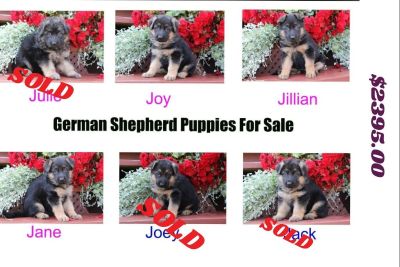 king shepherd puppies for sale craigslist