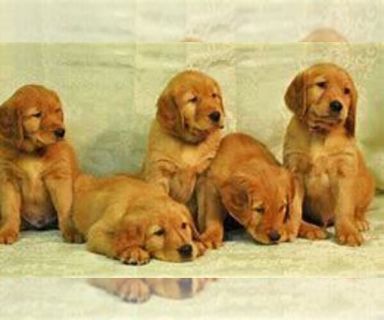 Golden Retriever Dogs For Adoption Classifieds In Kalamazoo