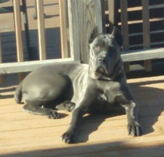 Cane Corso Classifieds Clazorg