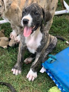 Puppies - Dogs for Sale or Adoption Classifieds in ...