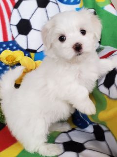Puppy For Sale Classifieds In El Paso Texas Clazorg