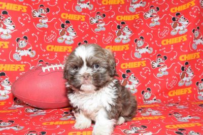 Shih Tzu Dogs For Sale Or Adoption Classifieds In Independence